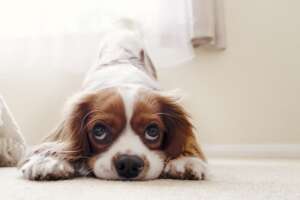 what is the best type of carpet to have with pets 