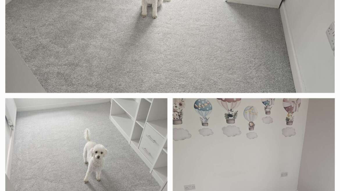 stone carpet with dog Bournemouth