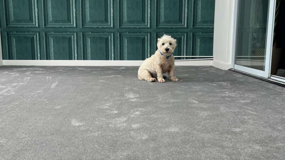 Dog on grey carpet fitted by Coast Carpets Bournemouth Dorset